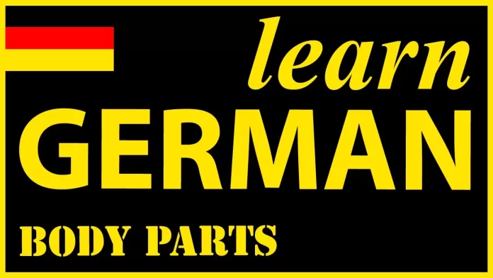 Learn Parts of the body in German for Beginners Learn Parts of the body in German for Beginners
